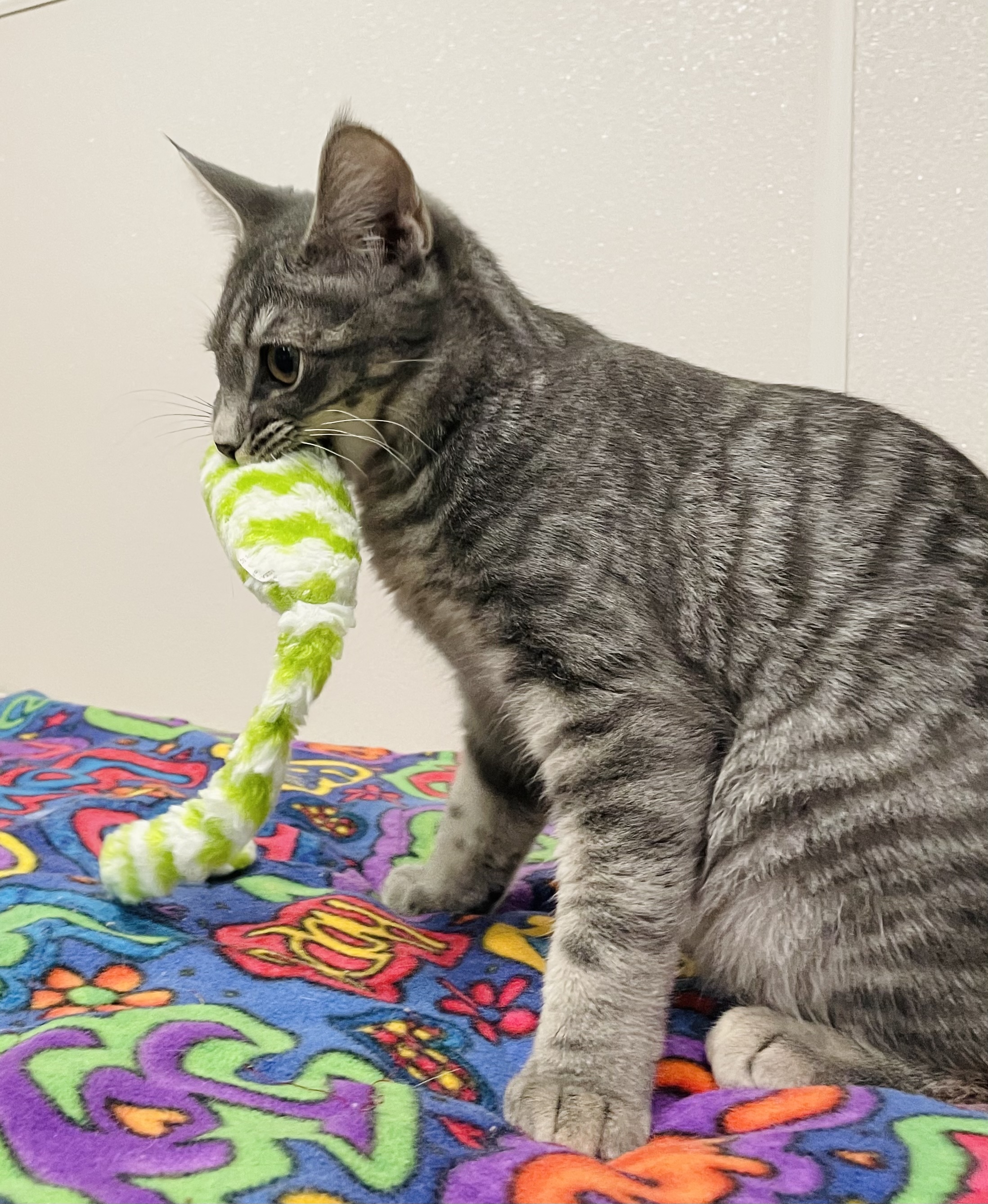 Cosmic, a Adoptable Domestic Short Hair in Salisbury, NC image 4/6