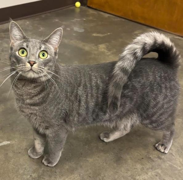 Cosmic, Adoptable, Adult Female Domestic Short Hair.