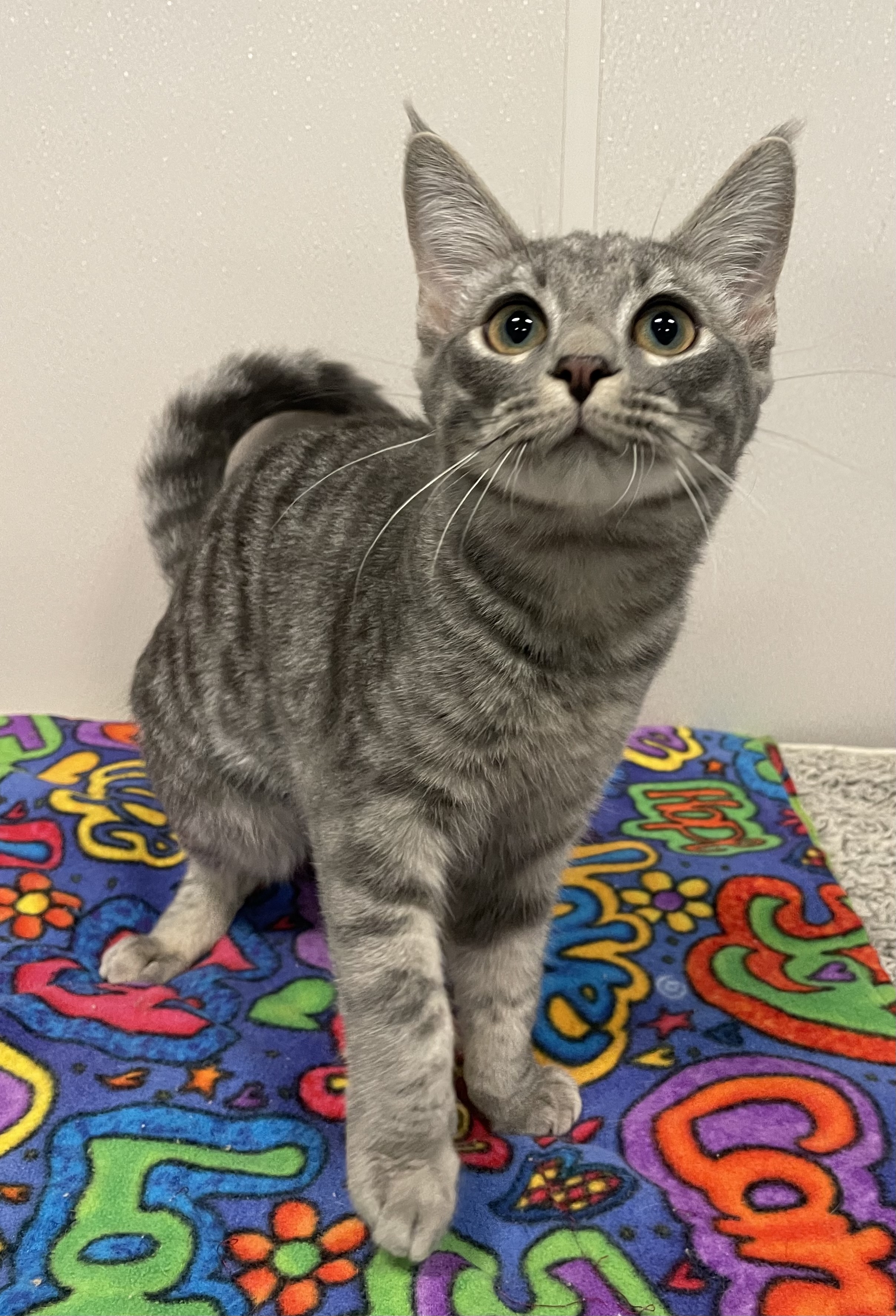 Cosmic, a Adoptable Domestic Short Hair in Salisbury, NC image 6/6