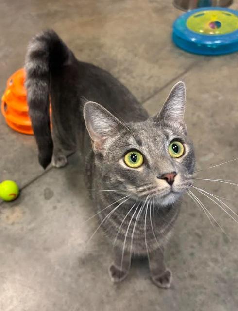 Cosmic, a Adoptable Domestic Short Hair in Salisbury, NC image 3/6