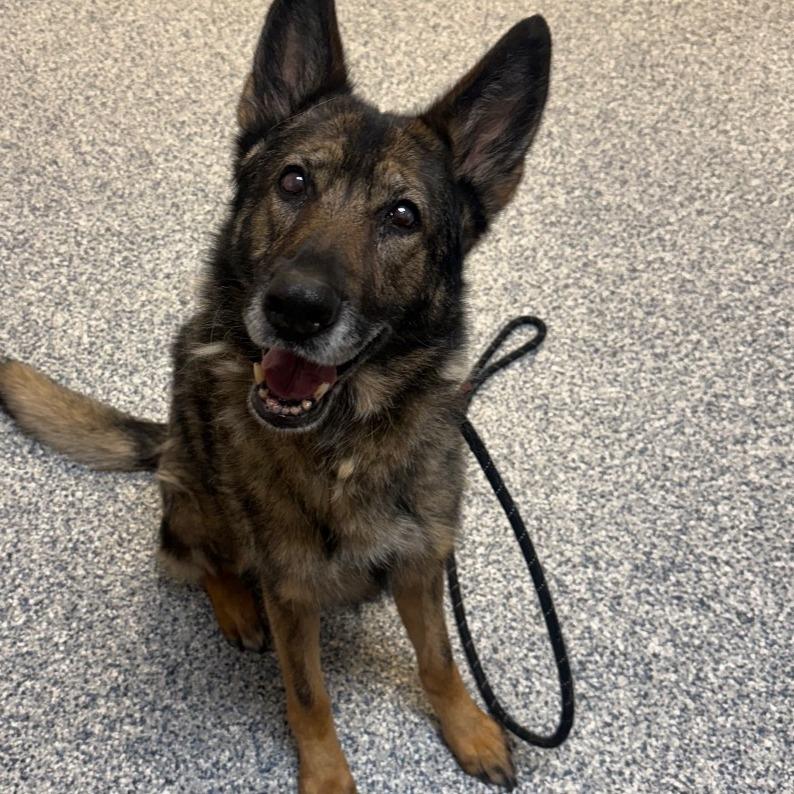 Willow, Adoptable, Senior Female German Shepherd Dog.