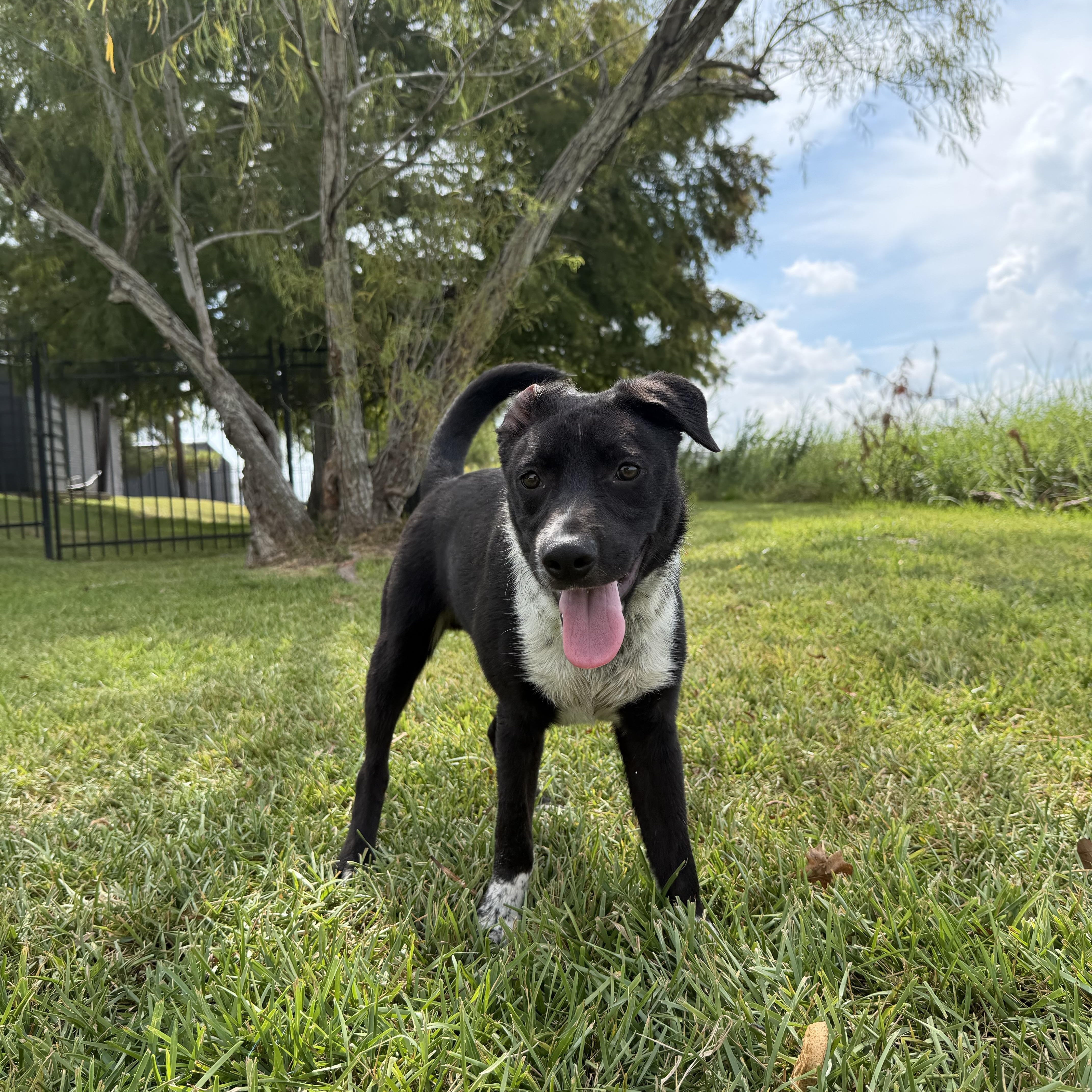 Enlarge Louie, a Adoptable mixed breed in Brattleboro, VT image 2/5