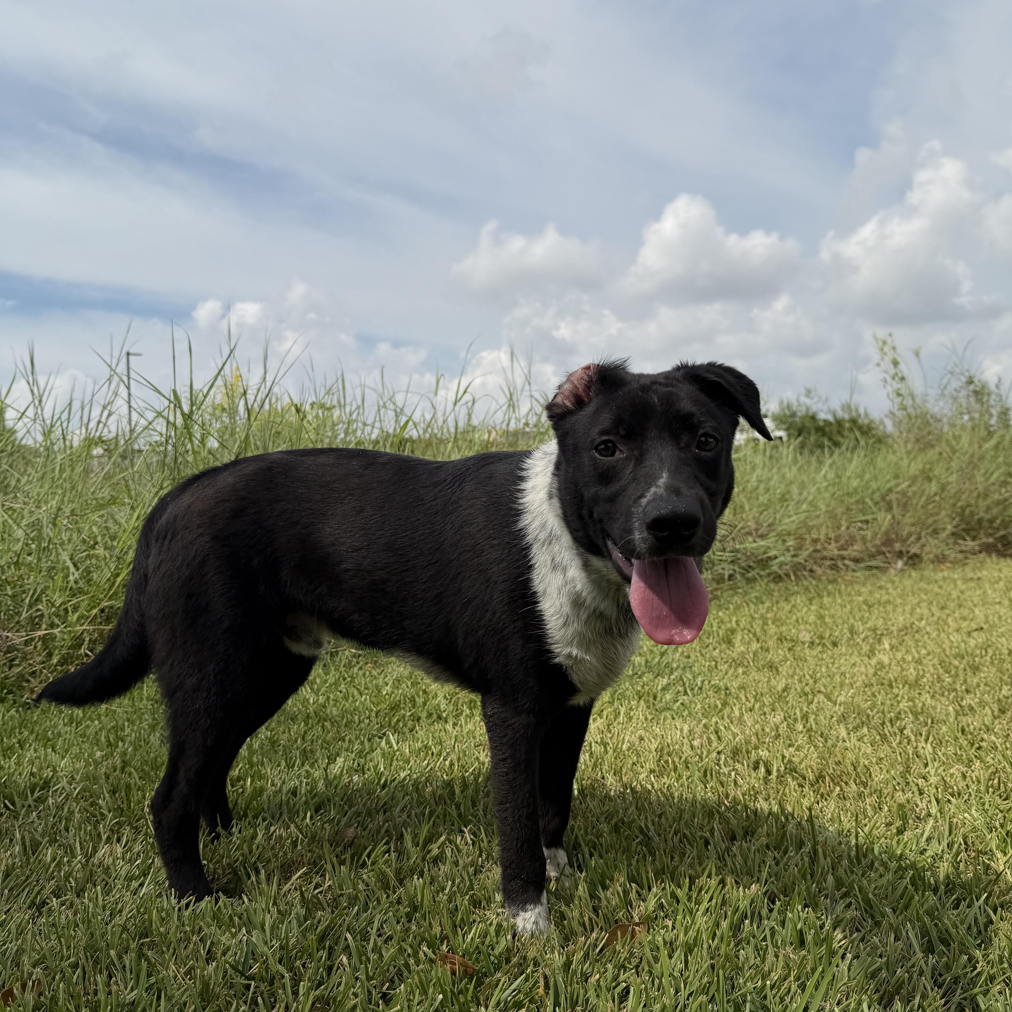 Enlarge Louie, a Adoptable mixed breed in Brattleboro, VT image 4/5