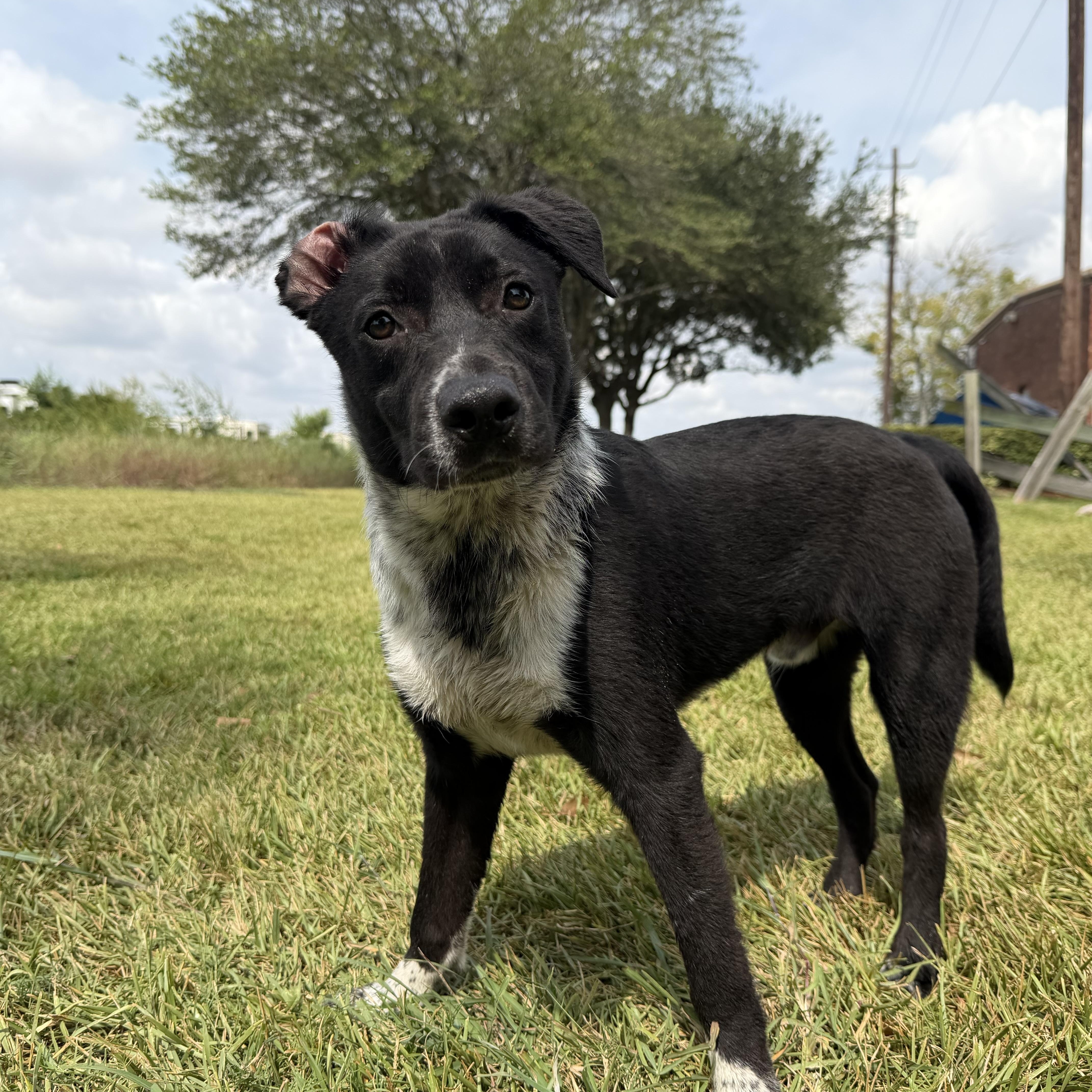Enlarge Louie, a Adoptable mixed breed in Brattleboro, VT image 5/5