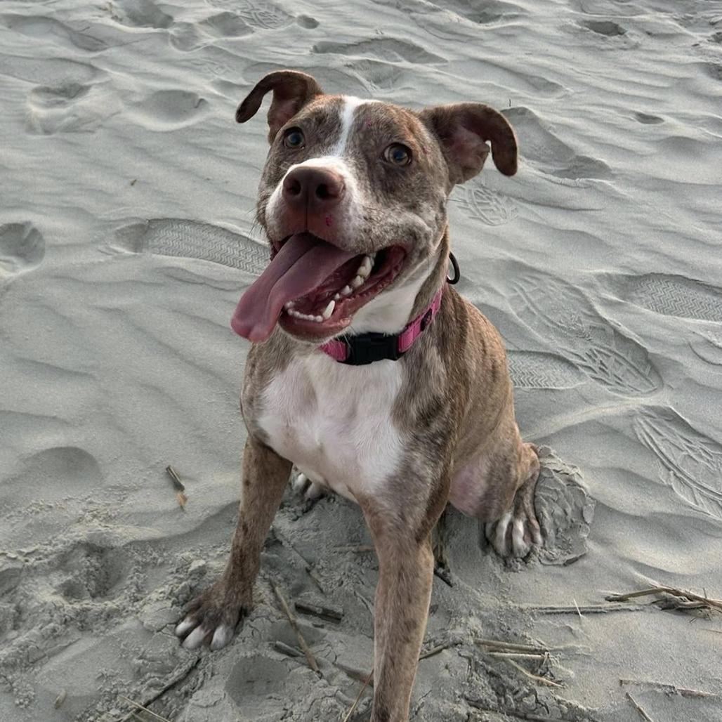 Mocha, Adoptable, Young Male Mixed Breed.