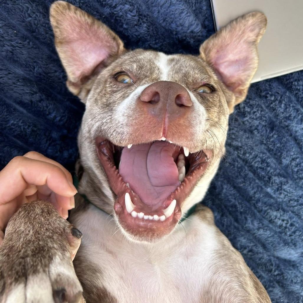 Enlarge Mocha, a Adoptable Mixed Breed in Summerville, SC image 3/5