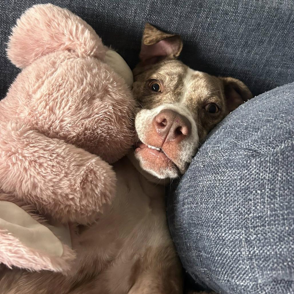 Enlarge Mocha, a Adoptable Mixed Breed in Summerville, SC image 4/5