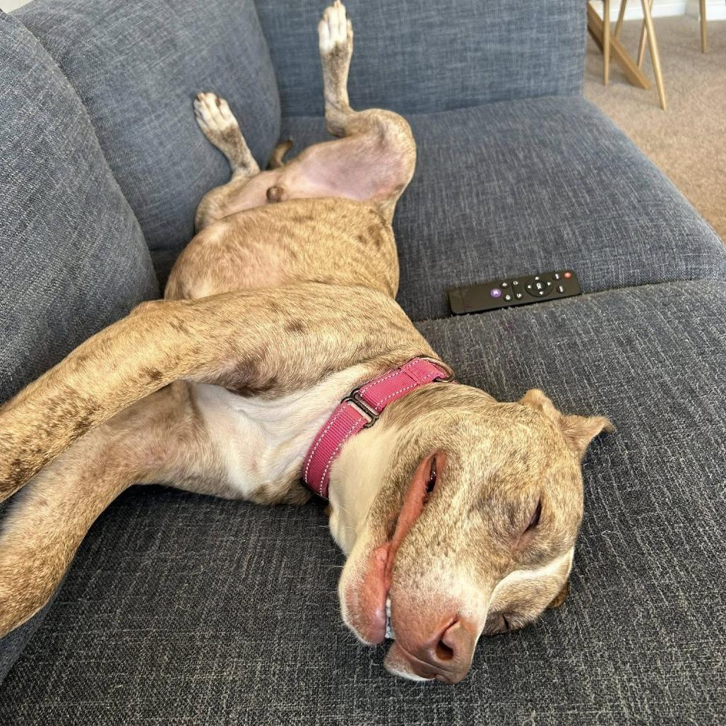 Enlarge Mocha, a Adoptable Mixed Breed in Summerville, SC image 5/5