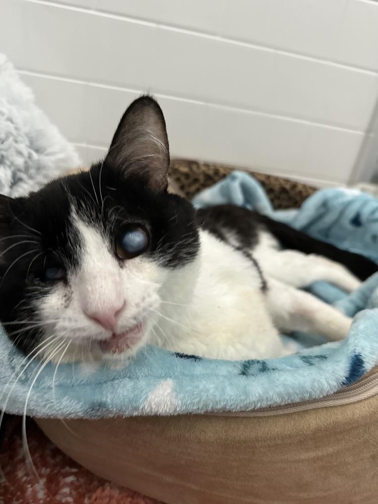 Nemo, Adoptable, Young Male Domestic Short Hair.