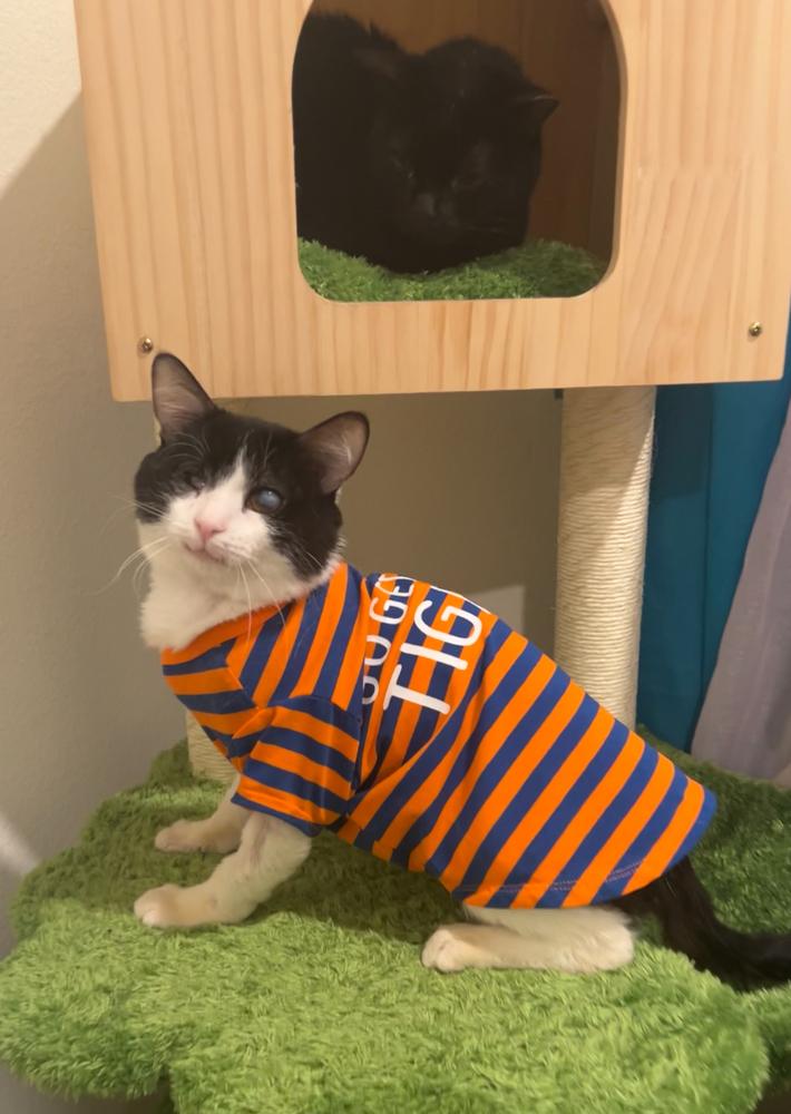 Enlarge Nemo, a Adoptable Domestic Short Hair in Bonita, CA image 3/3