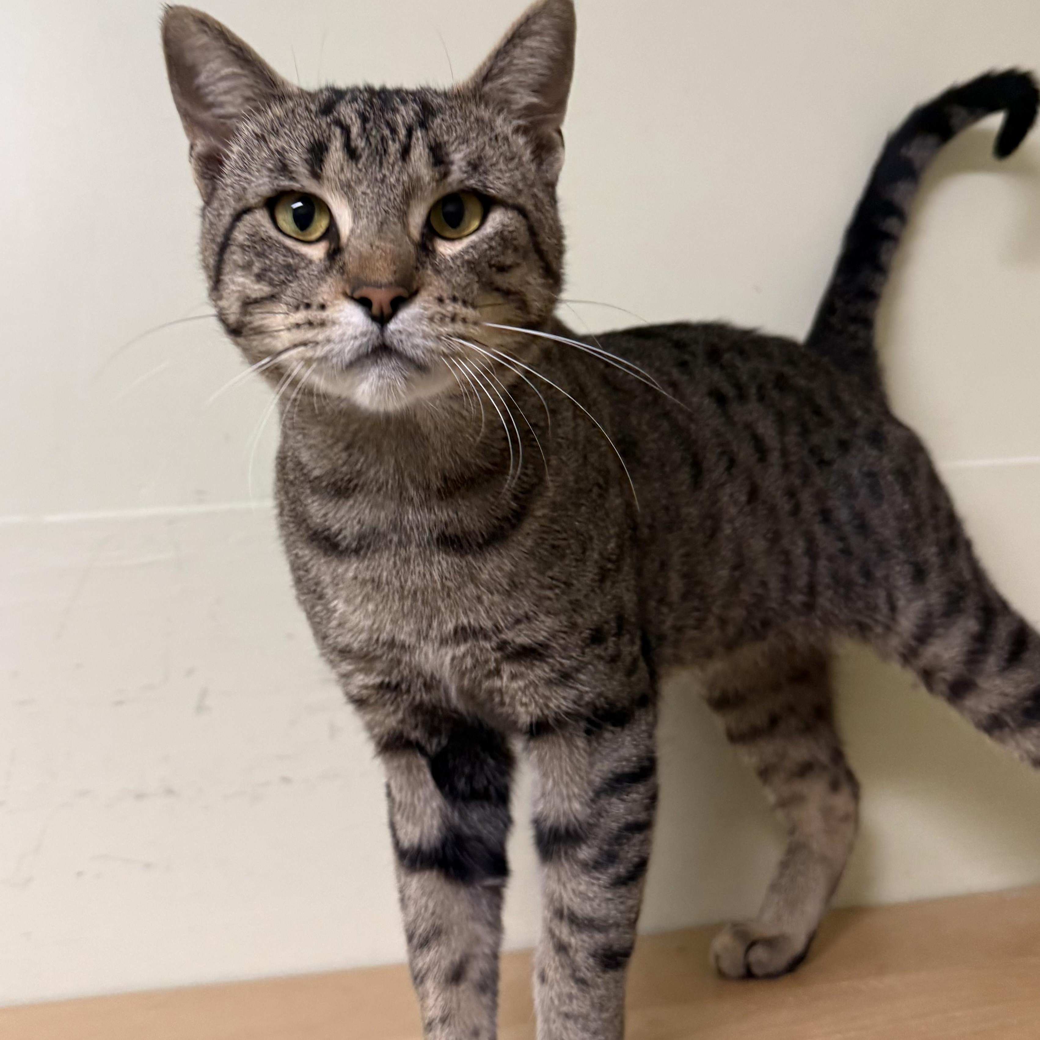 Enlarge Kenny, a Adoptable Domestic Short Hair in Amery, WI image 1/3