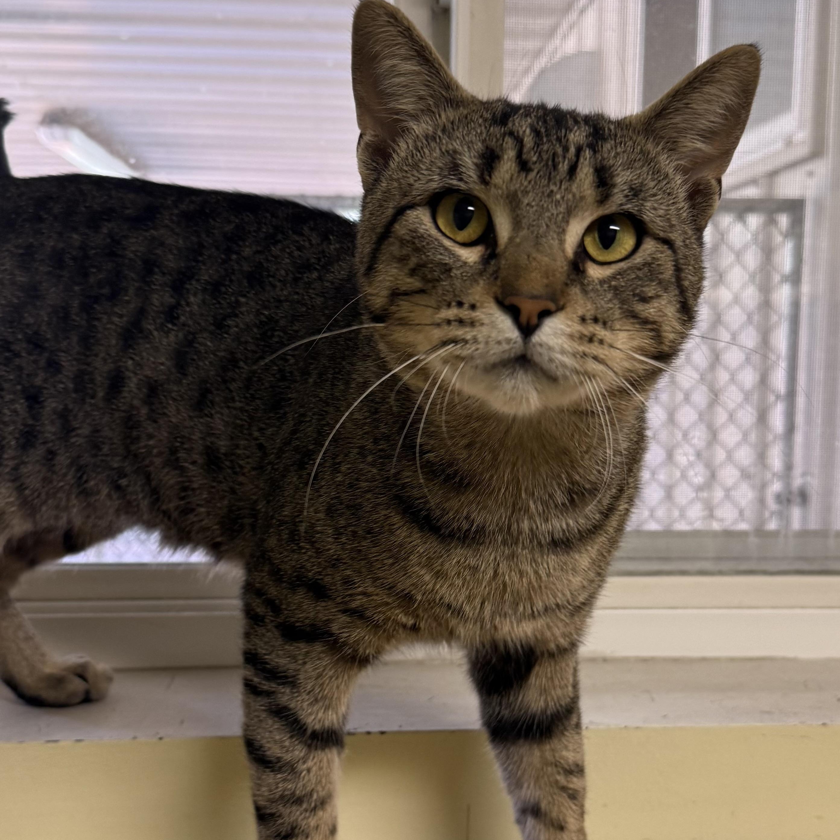 Enlarge Kenny, a Adoptable Domestic Short Hair in Amery, WI image 3/3