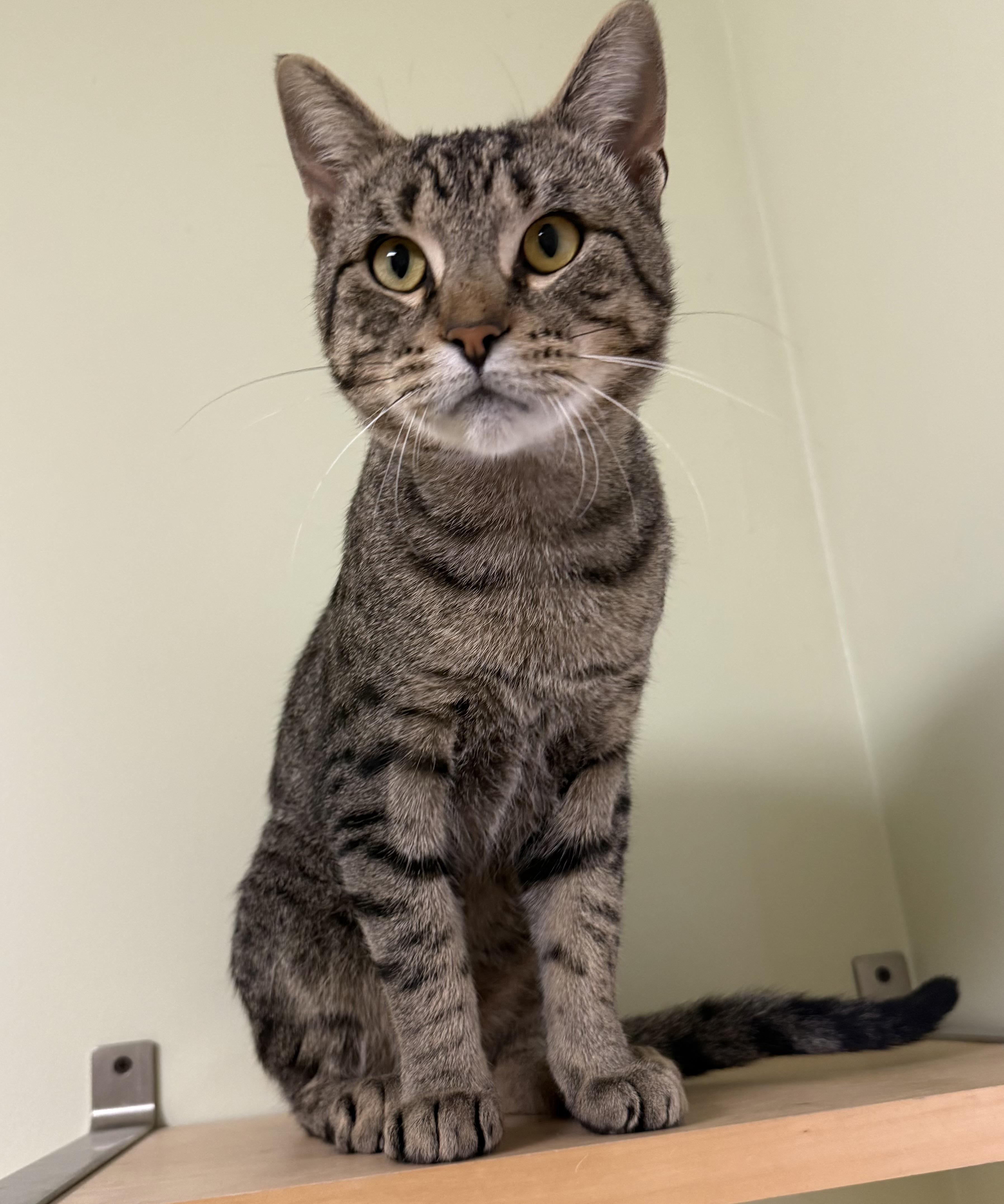 Enlarge Kenny, a Adoptable Domestic Short Hair in Amery, WI image 2/3