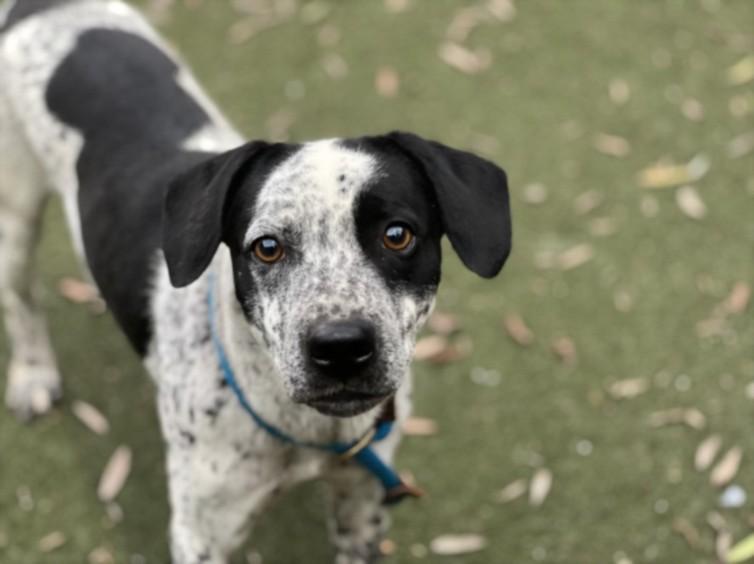 Enlarge SPOT, a Adoptable mixed breed in Los Angeles, CA image 1/1