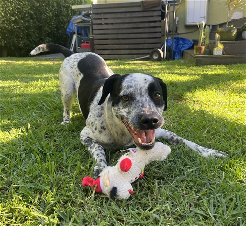 SPOT, Adoptable, Adult Male Dalmatian & Mixed Breed.