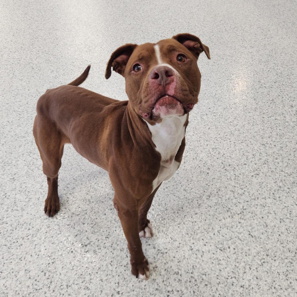 Sneakers, Adoptable, Adult Male Pit Bull Terrier.