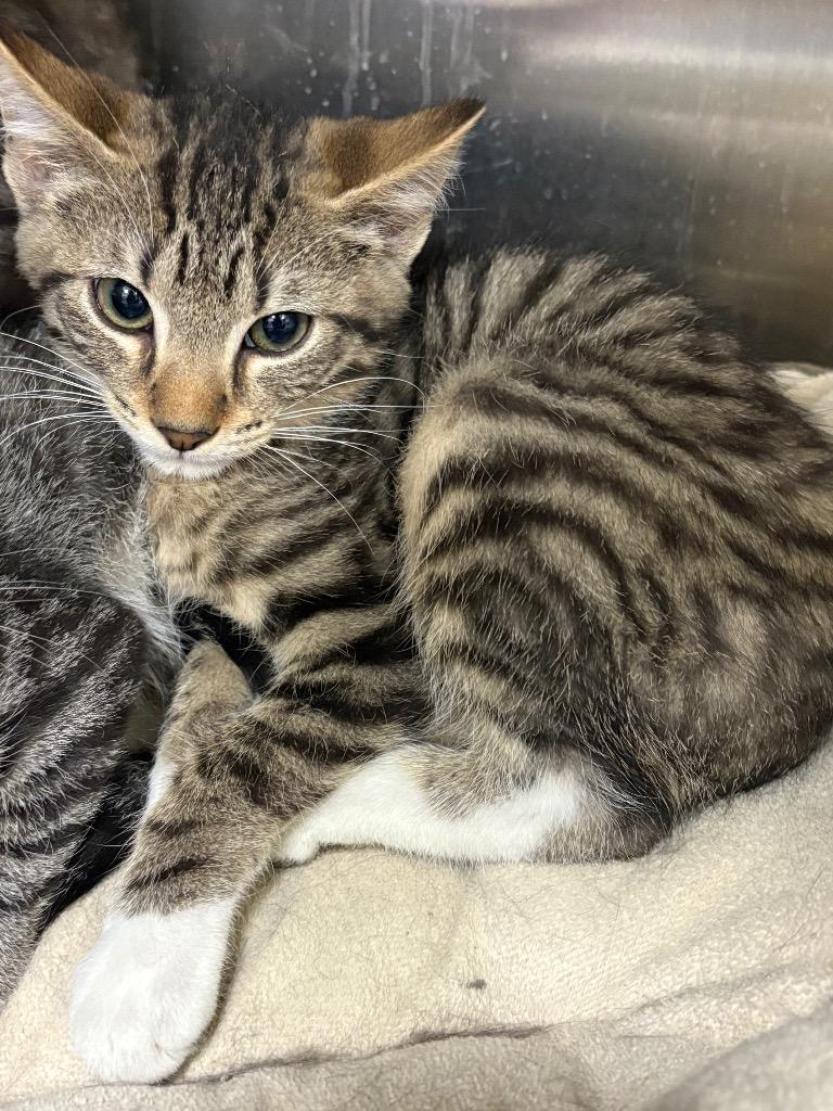 Ven / AC 27437 F, Adoptable, Kitten Male Domestic Medium Hair.