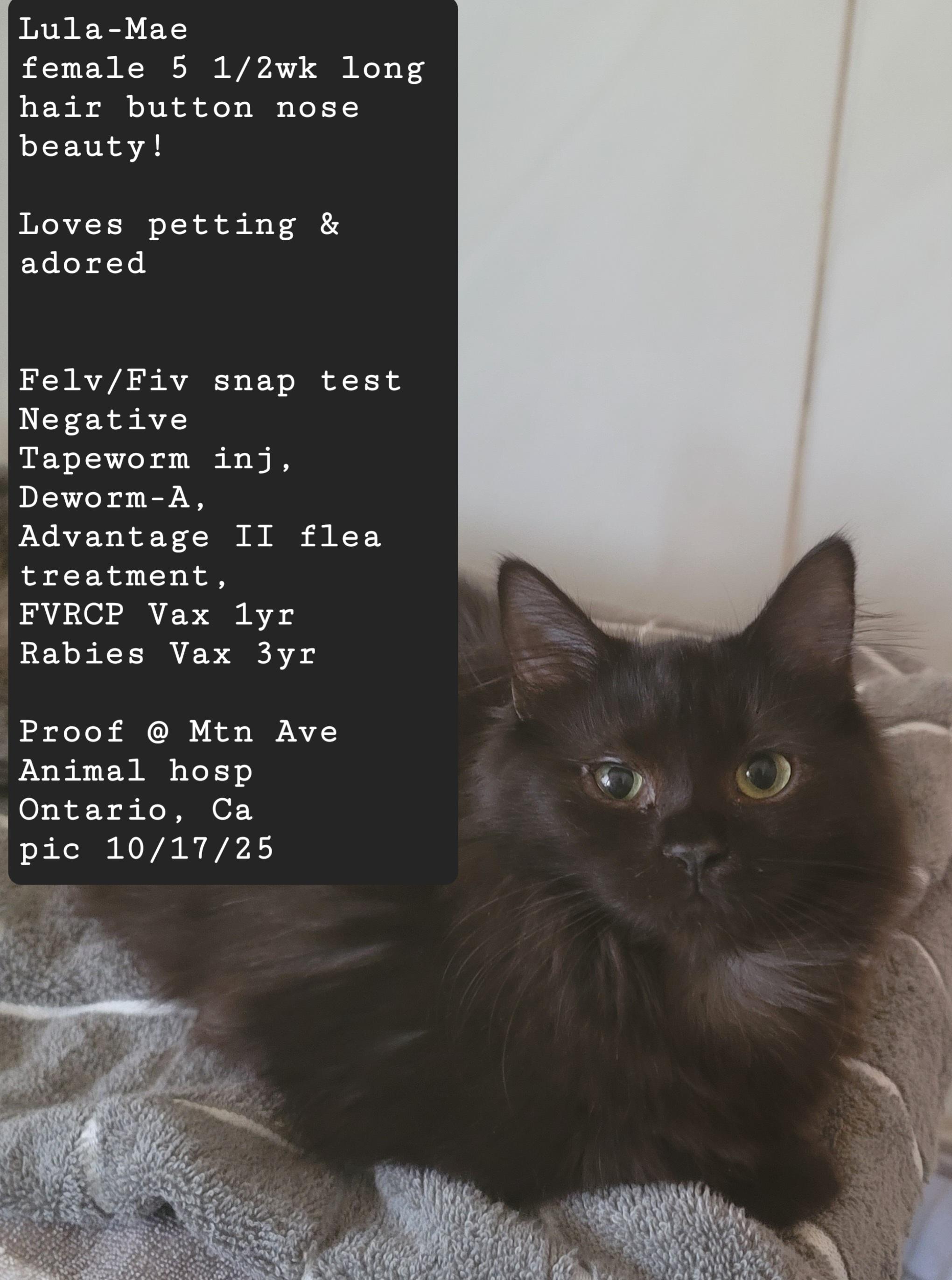 Lula Mae, a Adoptable Domestic Long Hair in Monrovia , CA image 1/2