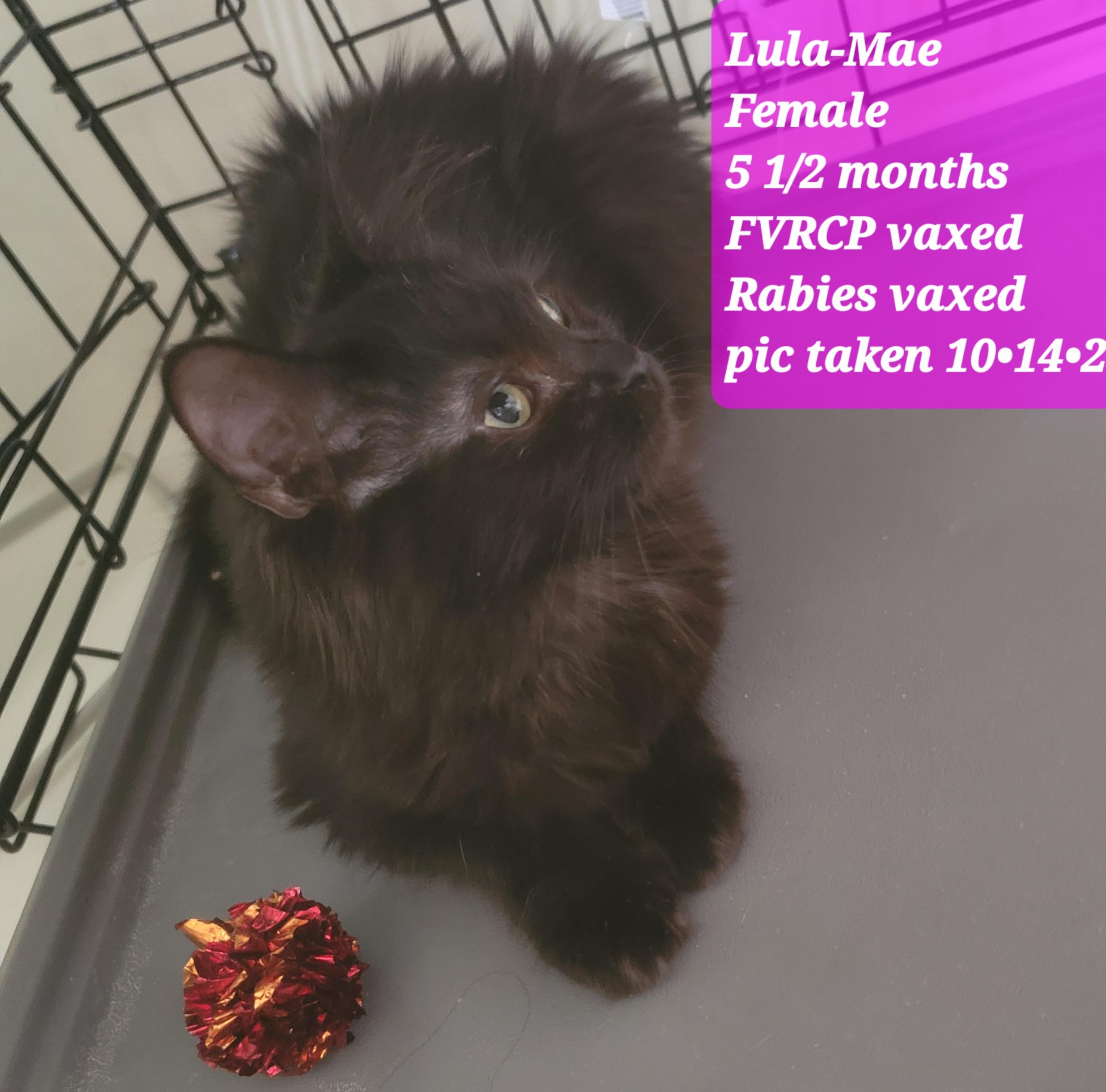 Lula Mae, a Adoptable Domestic Long Hair in Monrovia , CA image 2/2