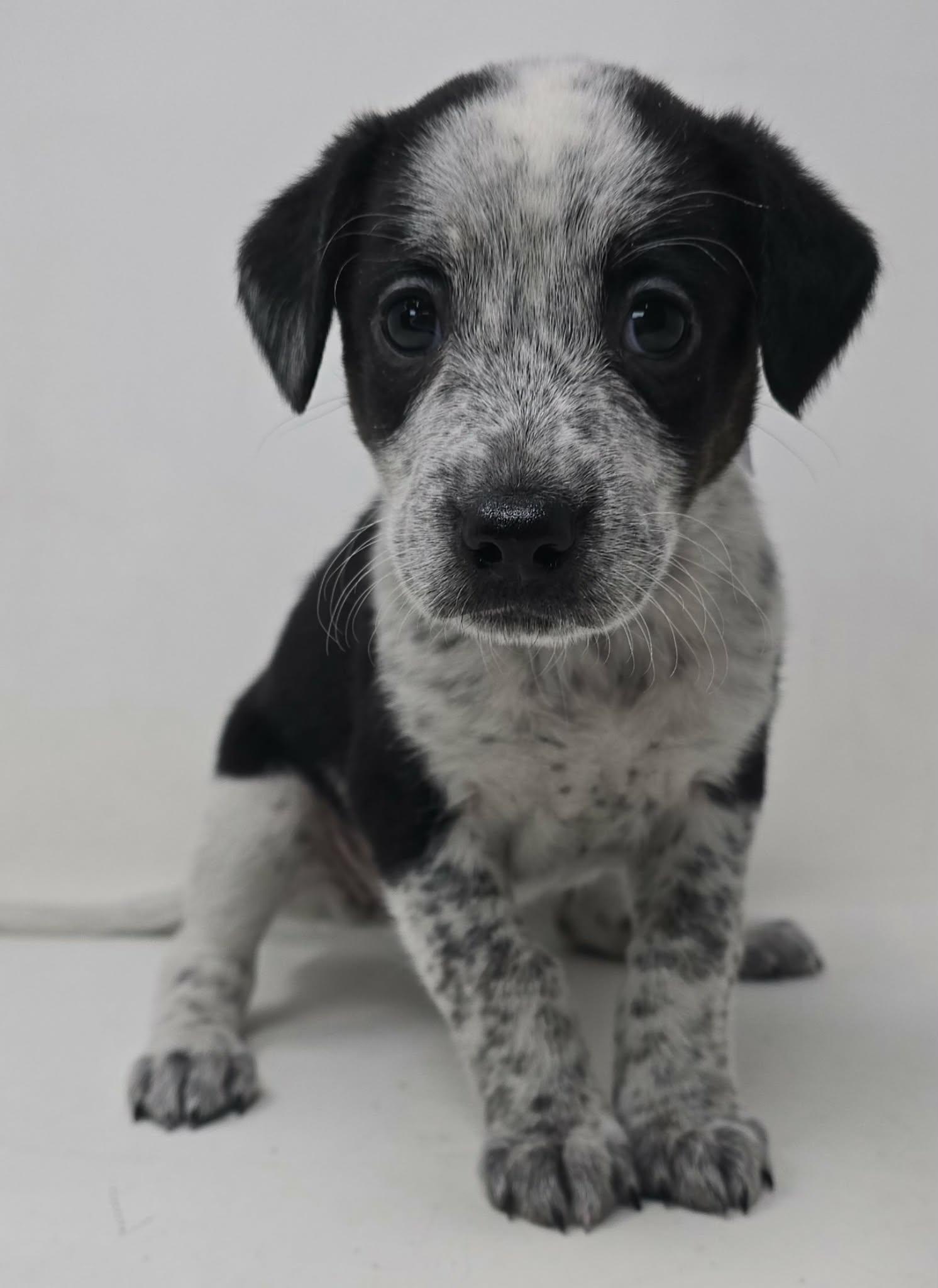 Enlarge Florizel, an adopted mixed breed in Newport, TN image 2/2