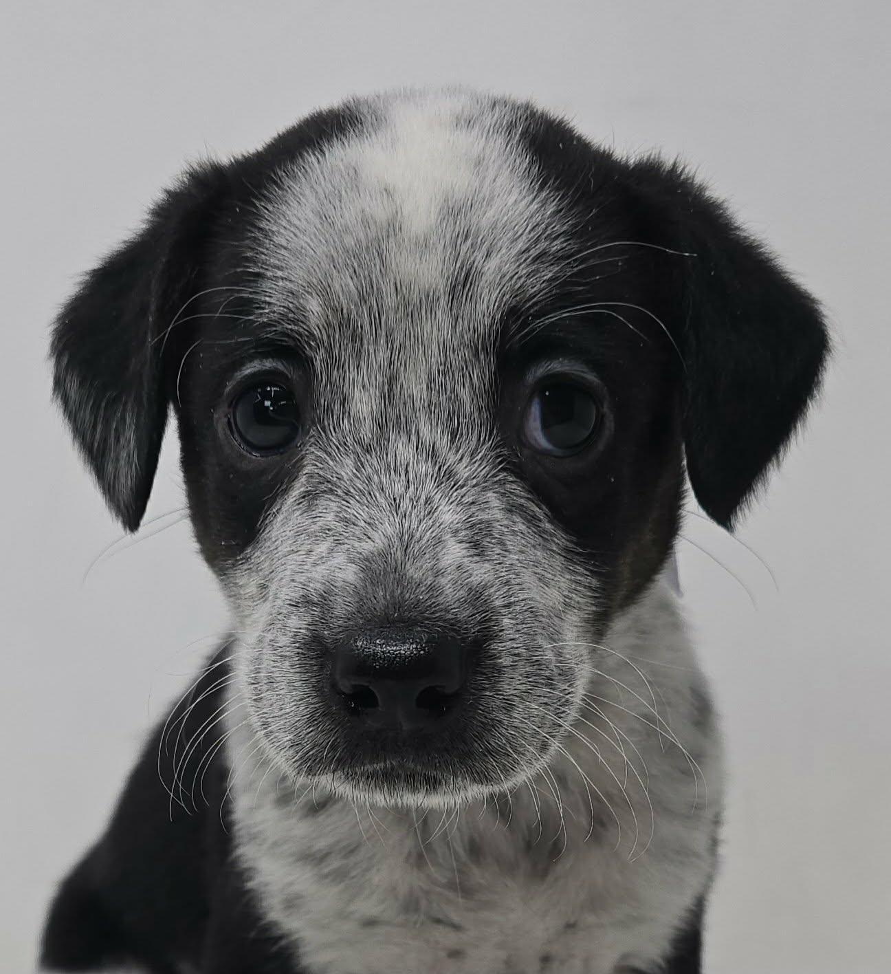 Florizel, adopted, Puppy Female Australian Cattle Dog / Blue Heeler & Terrier.