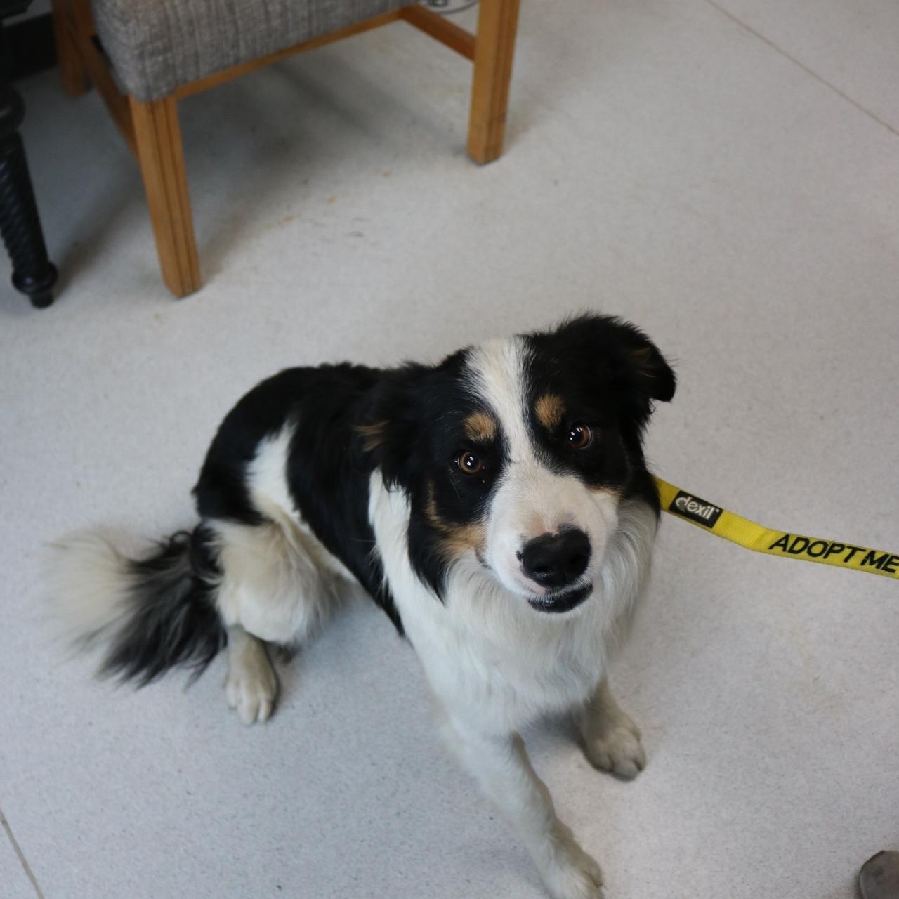 Enlarge Max, an adopted mixed breed in La Grande, OR image 4/4