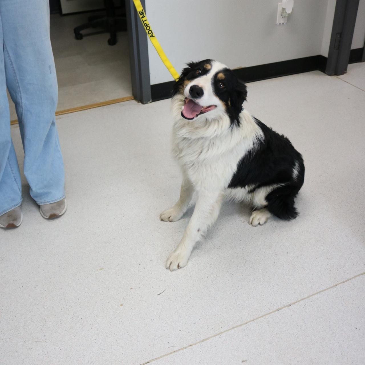 Enlarge Max, an adopted mixed breed in La Grande, OR image 2/4