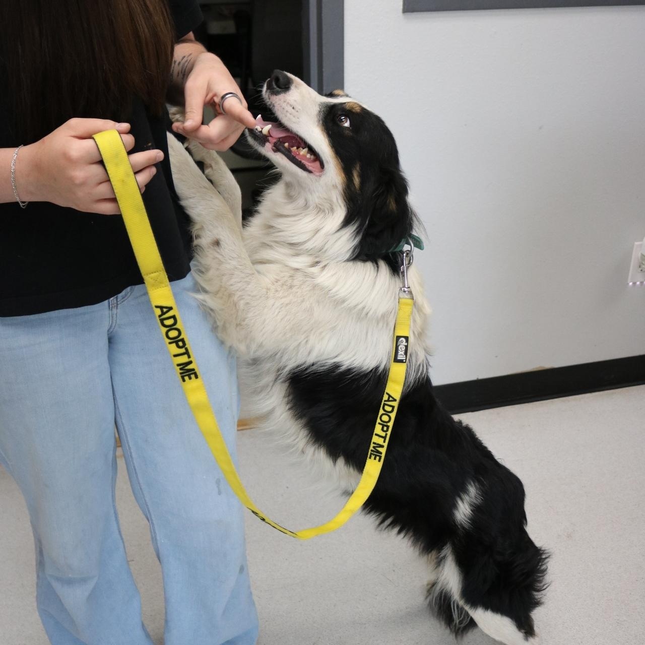 Enlarge Max, an adopted mixed breed in La Grande, OR image 3/4