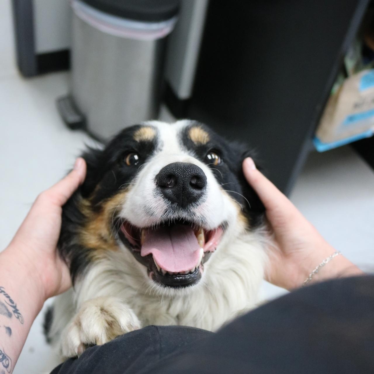 Max, adopted, Adult Male Australian Shepherd.