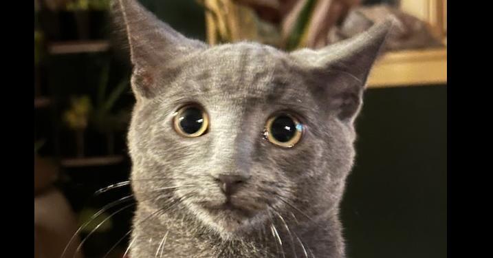 Zane, Adoptable, Young Male Domestic Short Hair.