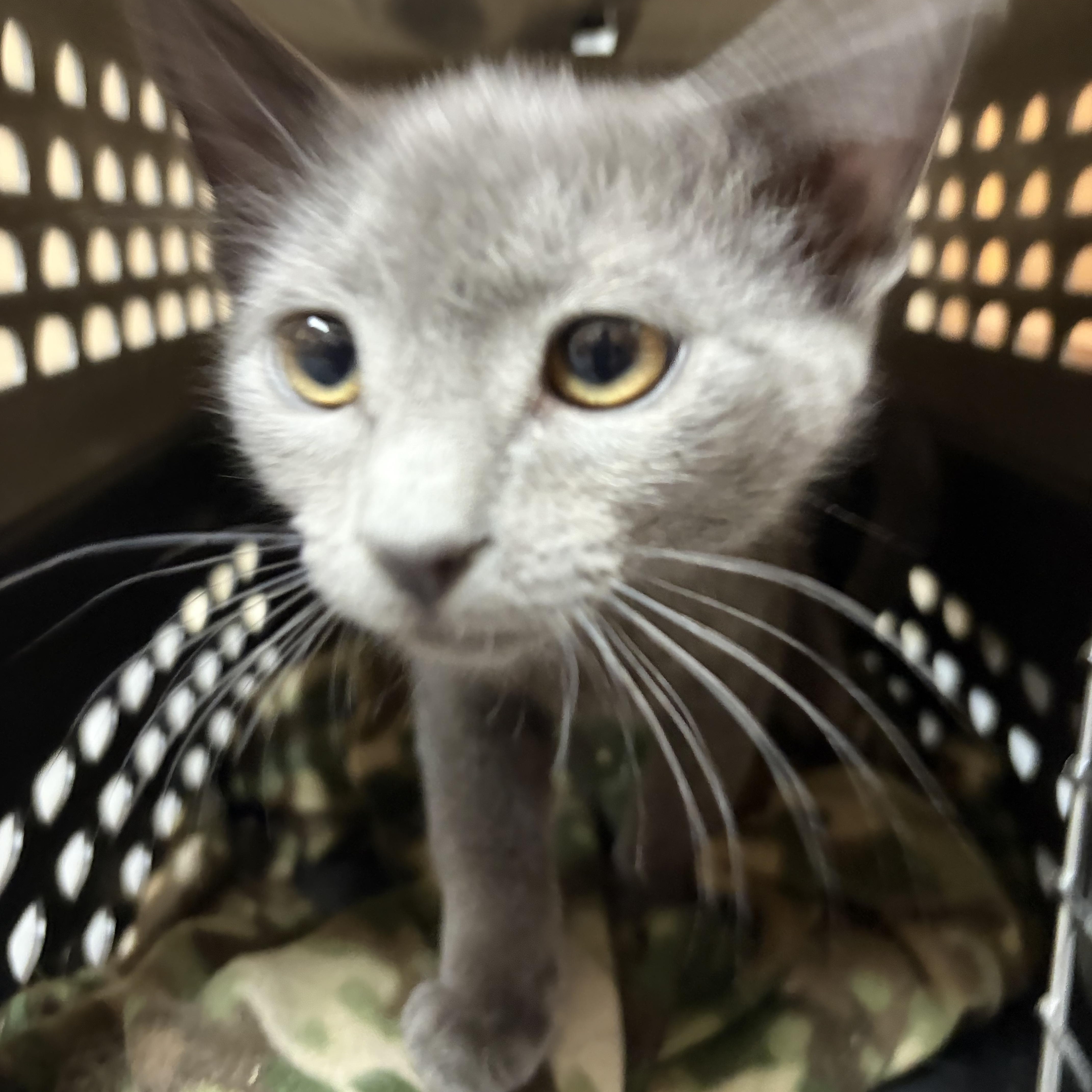Mouse, a ADOPTABLE mixed breed in Omaha, NE image 3/4