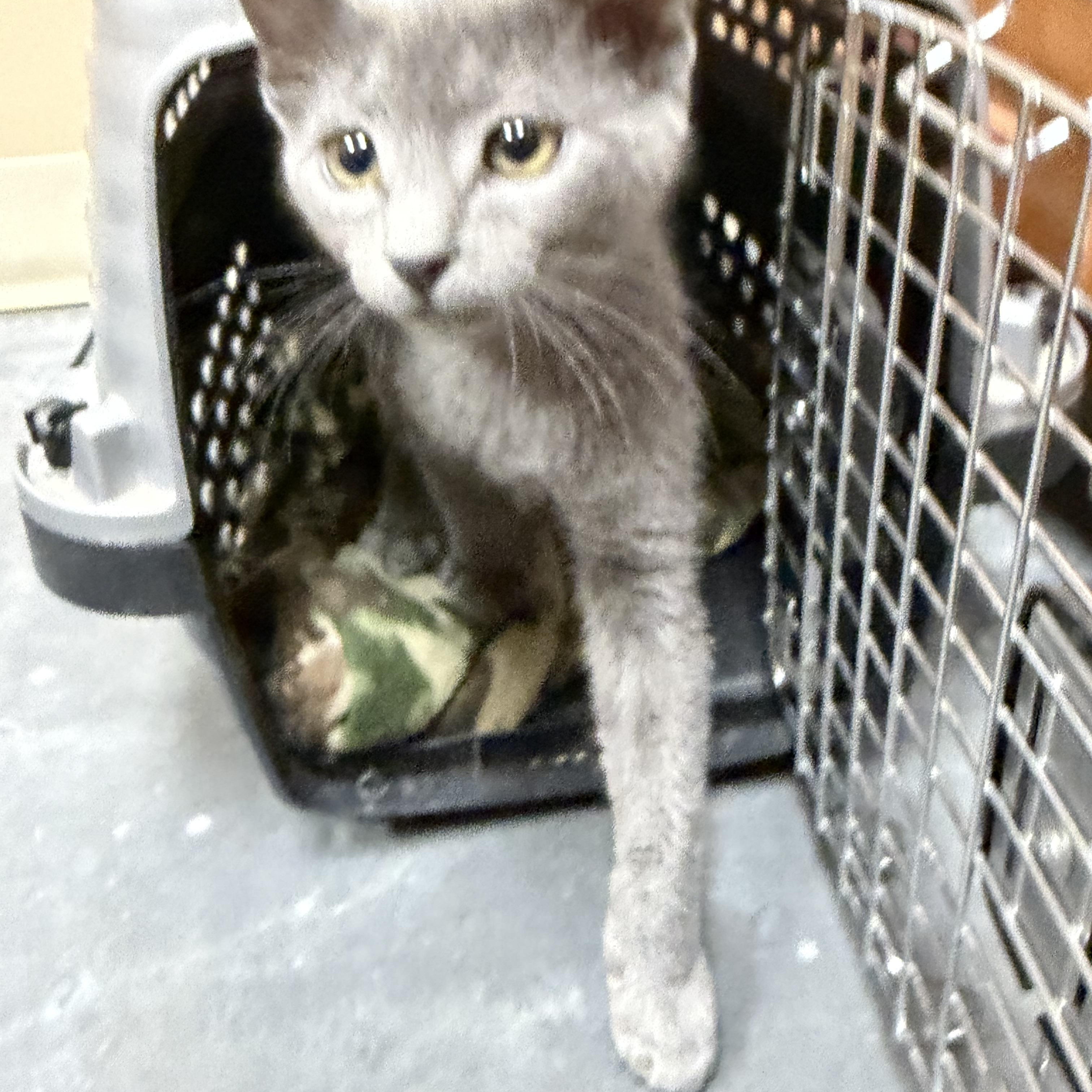 Mouse, a ADOPTABLE mixed breed in Omaha, NE image 2/4