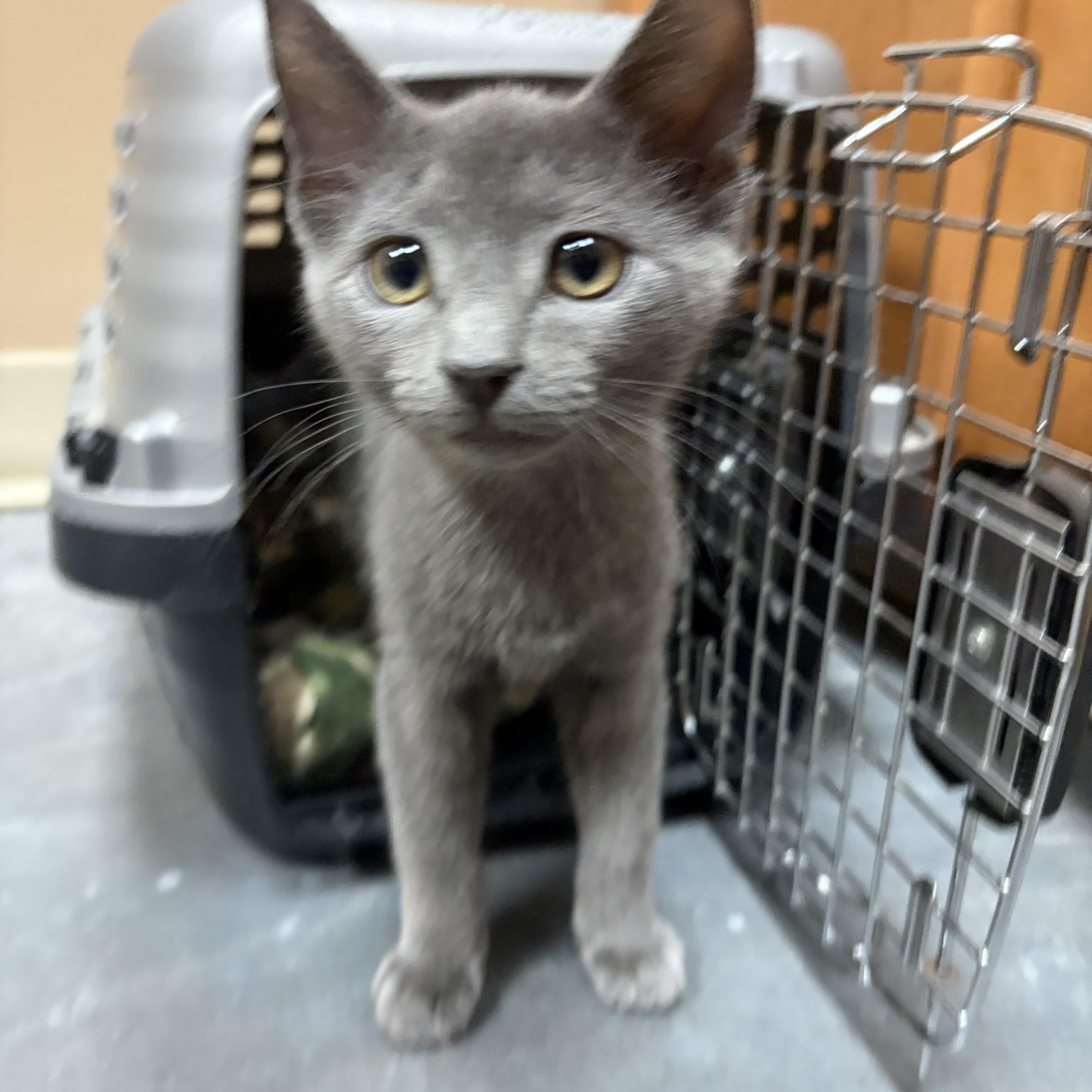 Mouse, a ADOPTABLE mixed breed in Omaha, NE image 4/4