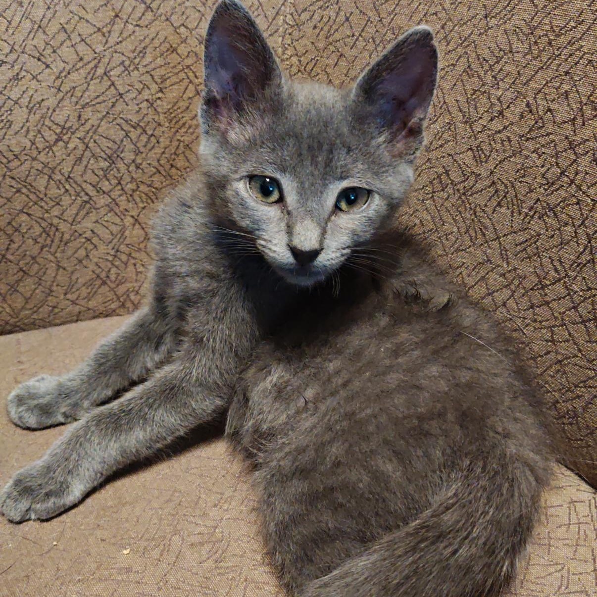 Mouse, ADOPTABLE, Kitten Male Domestic Short Hair.