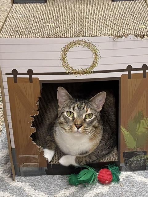 NC - CP Penny, ADOPTABLE, Young Female Domestic Short Hair.