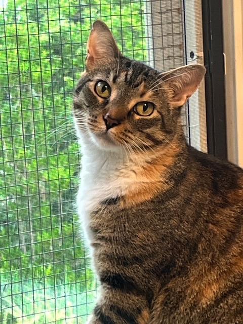 Enlarge NC - CP Penny, a Adoptable mixed breed in Winston Salem, NC image 1/3