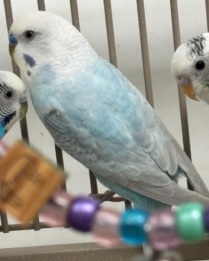 Swablu, Adoptable, Adult Male Parakeet (Other).