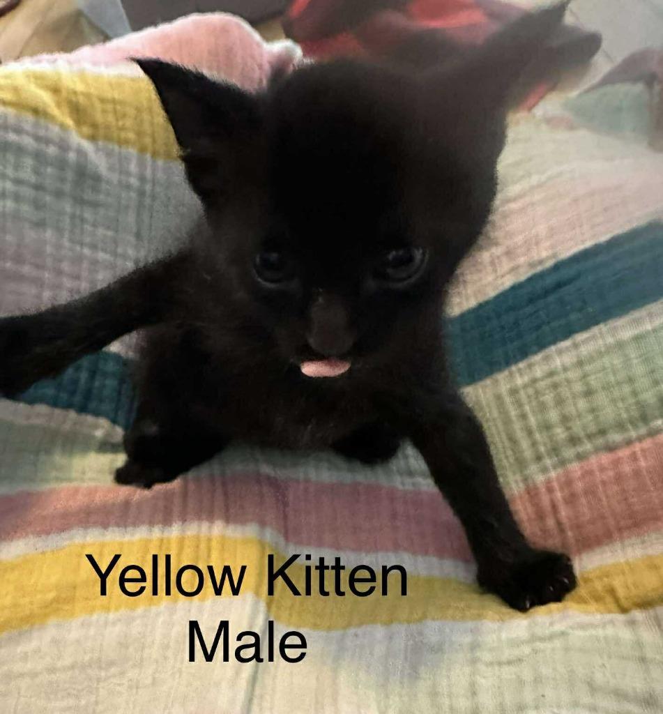 Yellow, a Adoptable Domestic Short Hair in Cloquet, MN image 1/2