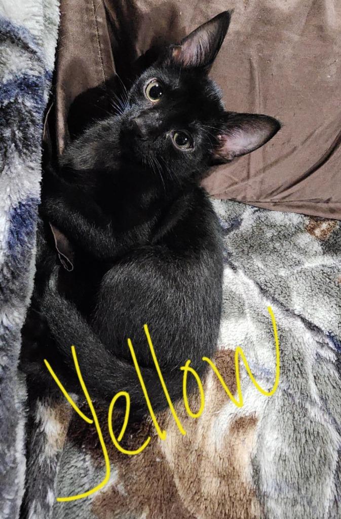 Yellow, Adoptable, Kitten Male Domestic Short Hair.