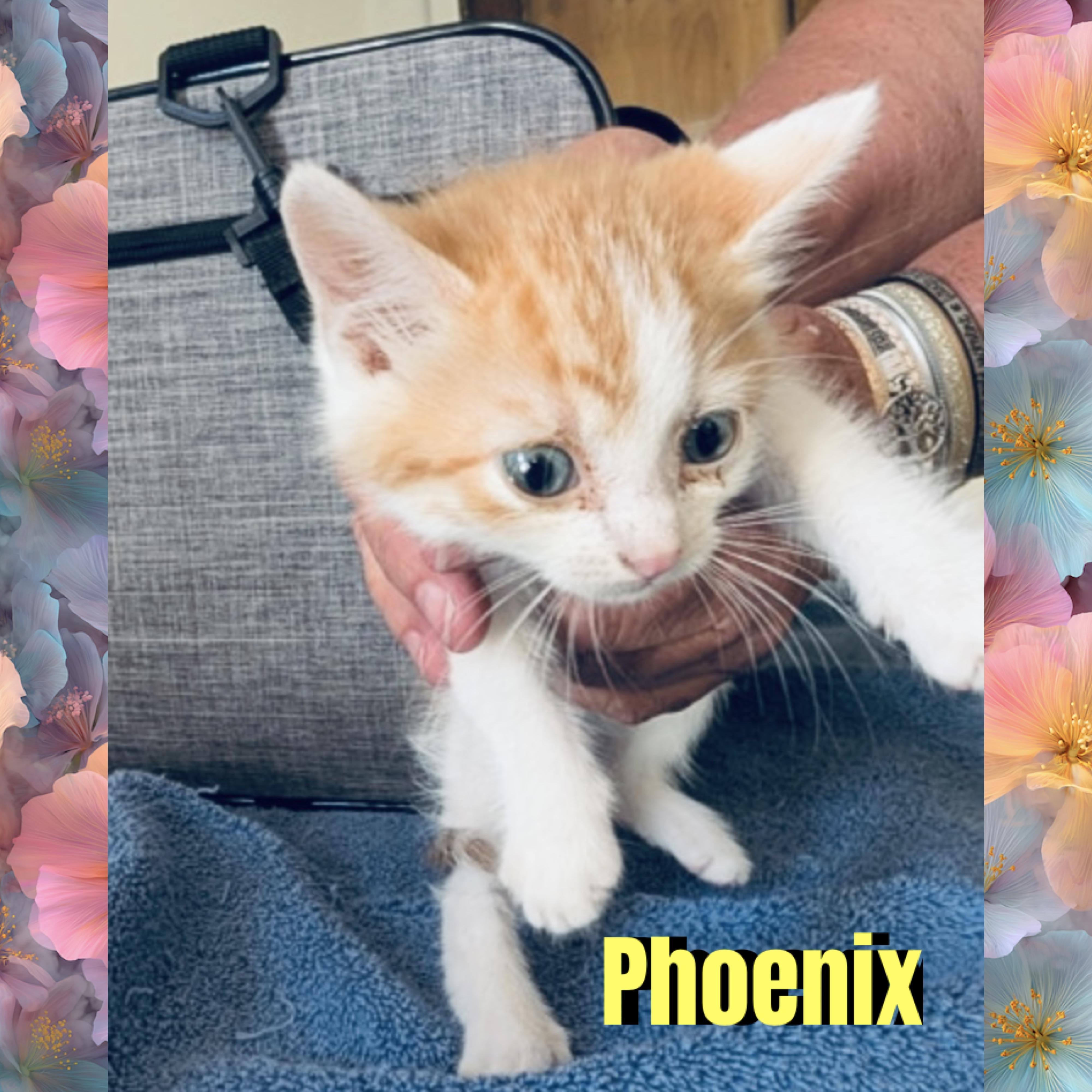 Phoenix, Adoptable, Kitten Male Domestic Short Hair.