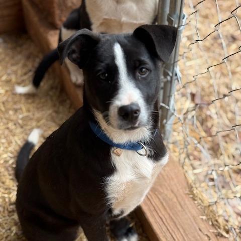 Reggie, Adoptable, Young Male Border Collie & Mixed Breed.