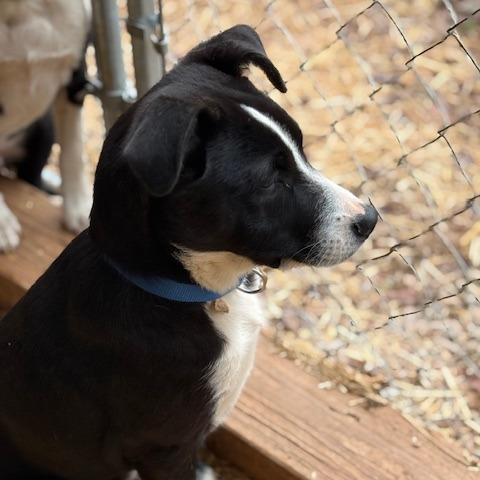 Enlarge Reggie, a Adoptable mixed breed in Delta, AL image 2/2