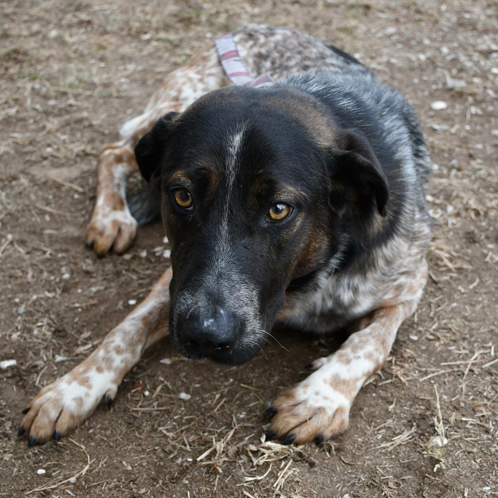 Enlarge Toby, a Adoptable Cattle Dog in Beaumont, TX image 1/6