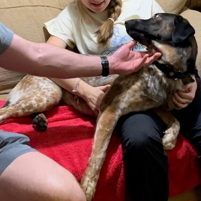 Enlarge Toby, a Adoptable Cattle Dog in Beaumont, TX image 2/6