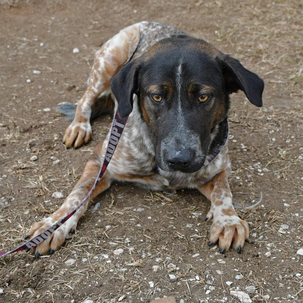 Enlarge Toby, a Adoptable Cattle Dog in Beaumont, TX image 3/6
