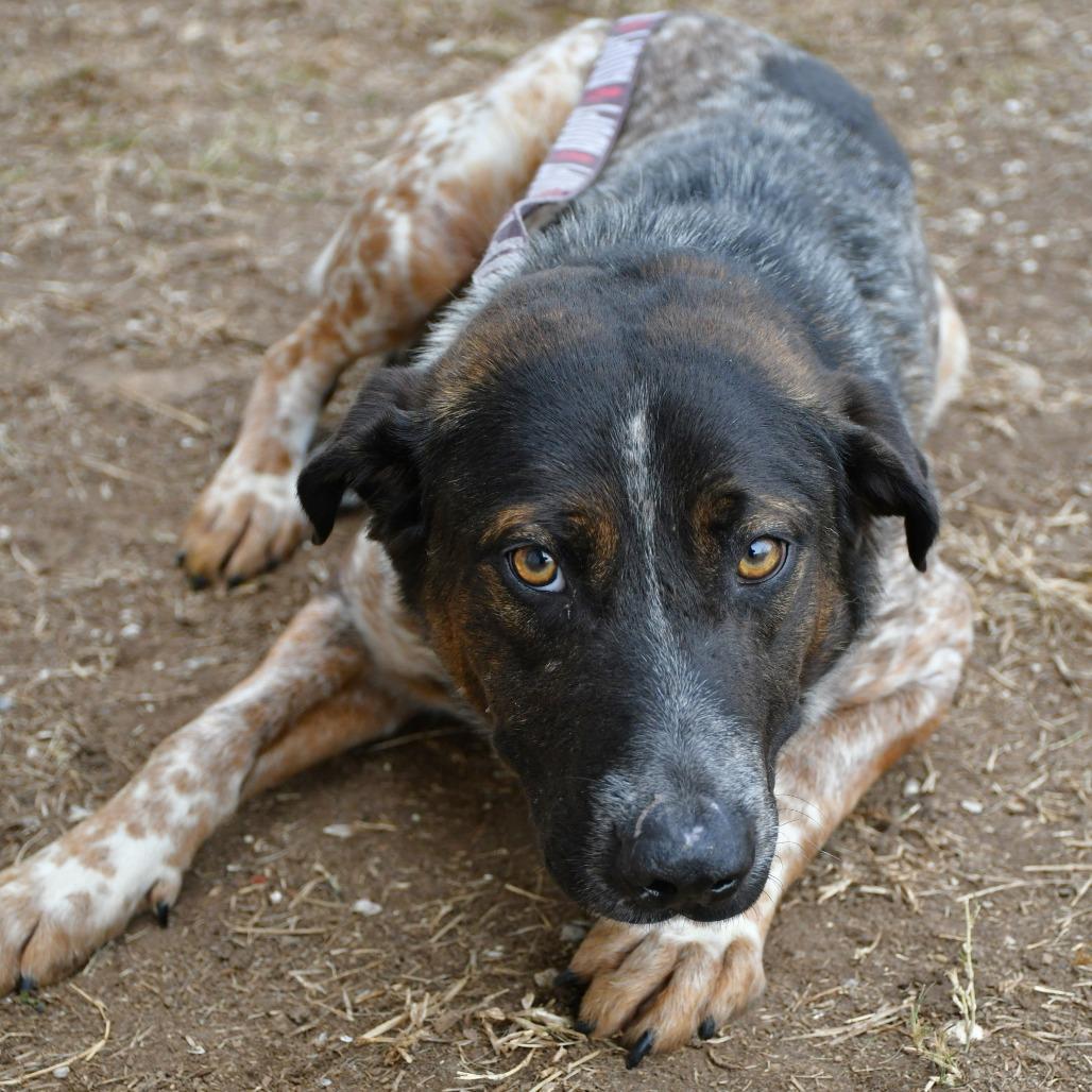 Enlarge Toby, a Adoptable Cattle Dog in Beaumont, TX image 4/6