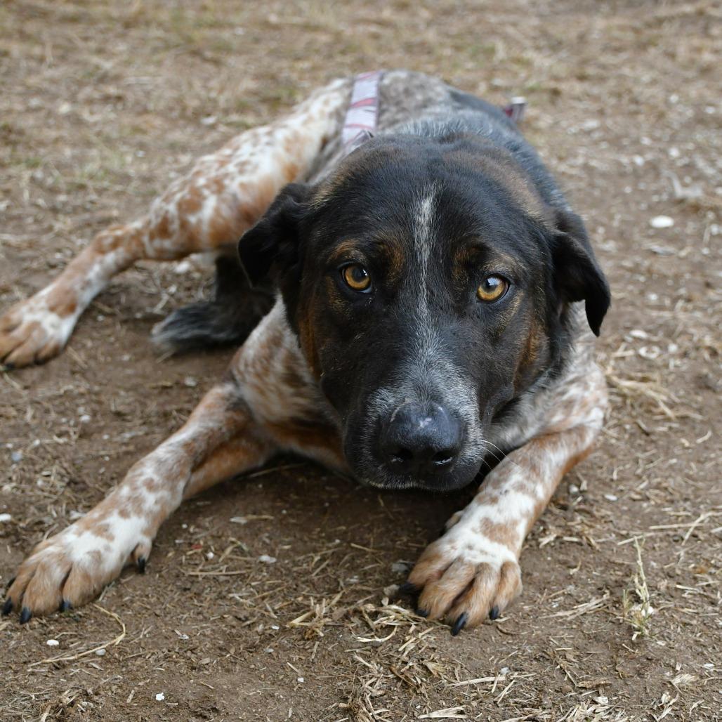 Enlarge Toby, a Adoptable Cattle Dog in Beaumont, TX image 5/6