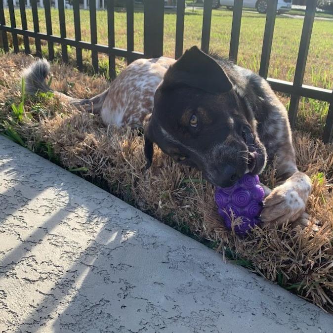 Enlarge Toby, a Adoptable Cattle Dog in Beaumont, TX image 6/6