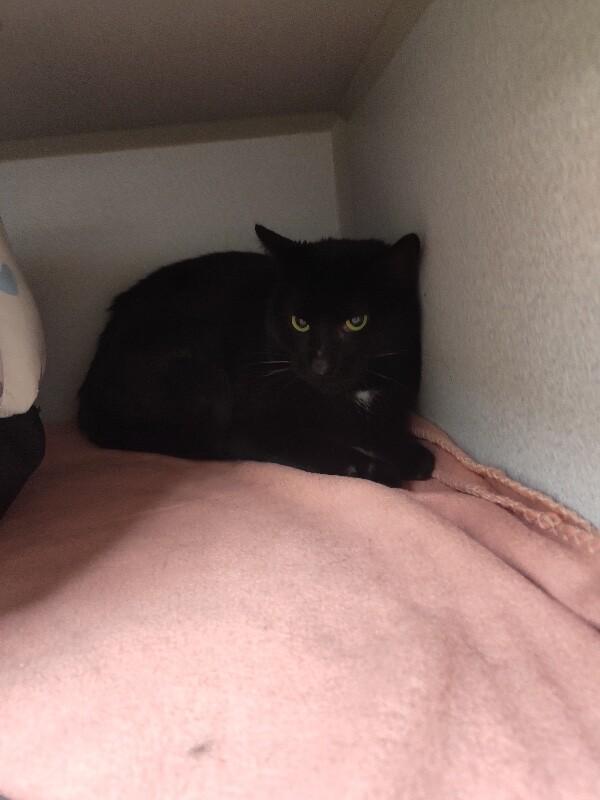 Slapjack, Adoptable, Adult Male Domestic Short Hair.
