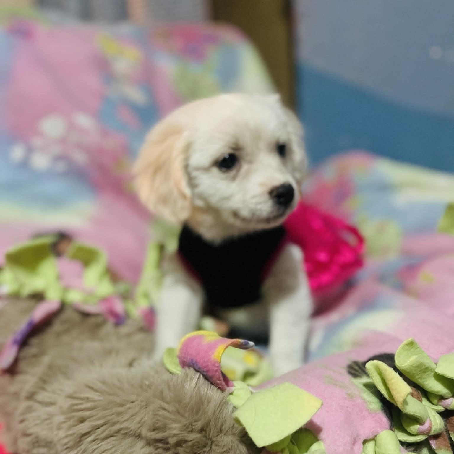 Enlarge Daisy, a Adoptable mixed breed in San Diego , CA image 4/4